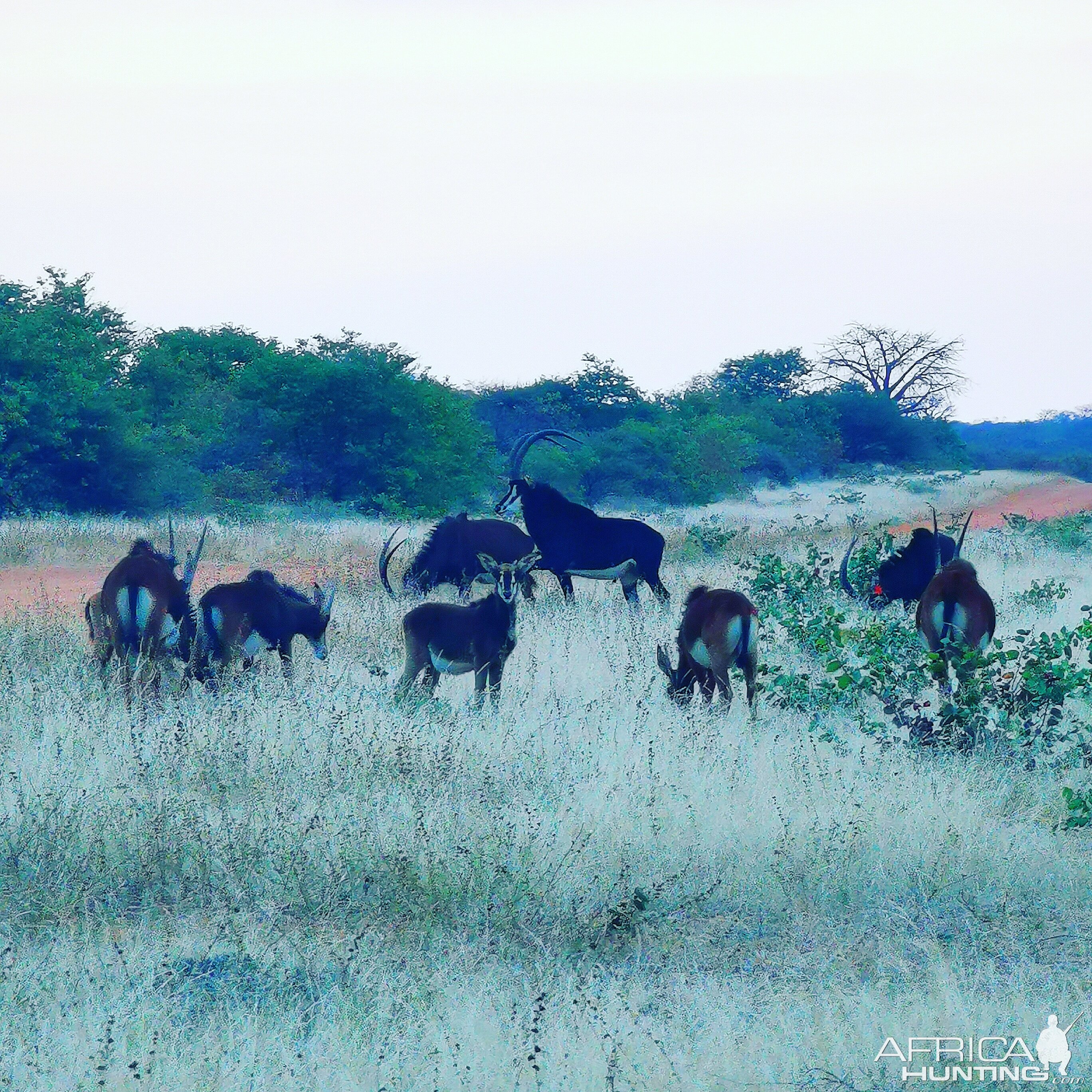 Sable Herd South Africa