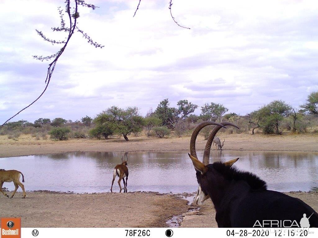 sable herd