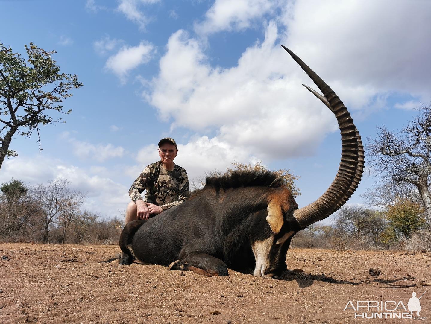 Sable Hunt Bushveld South Africa