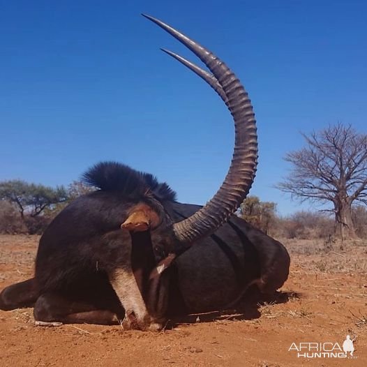 Sable Hunt Bushveld South Africa