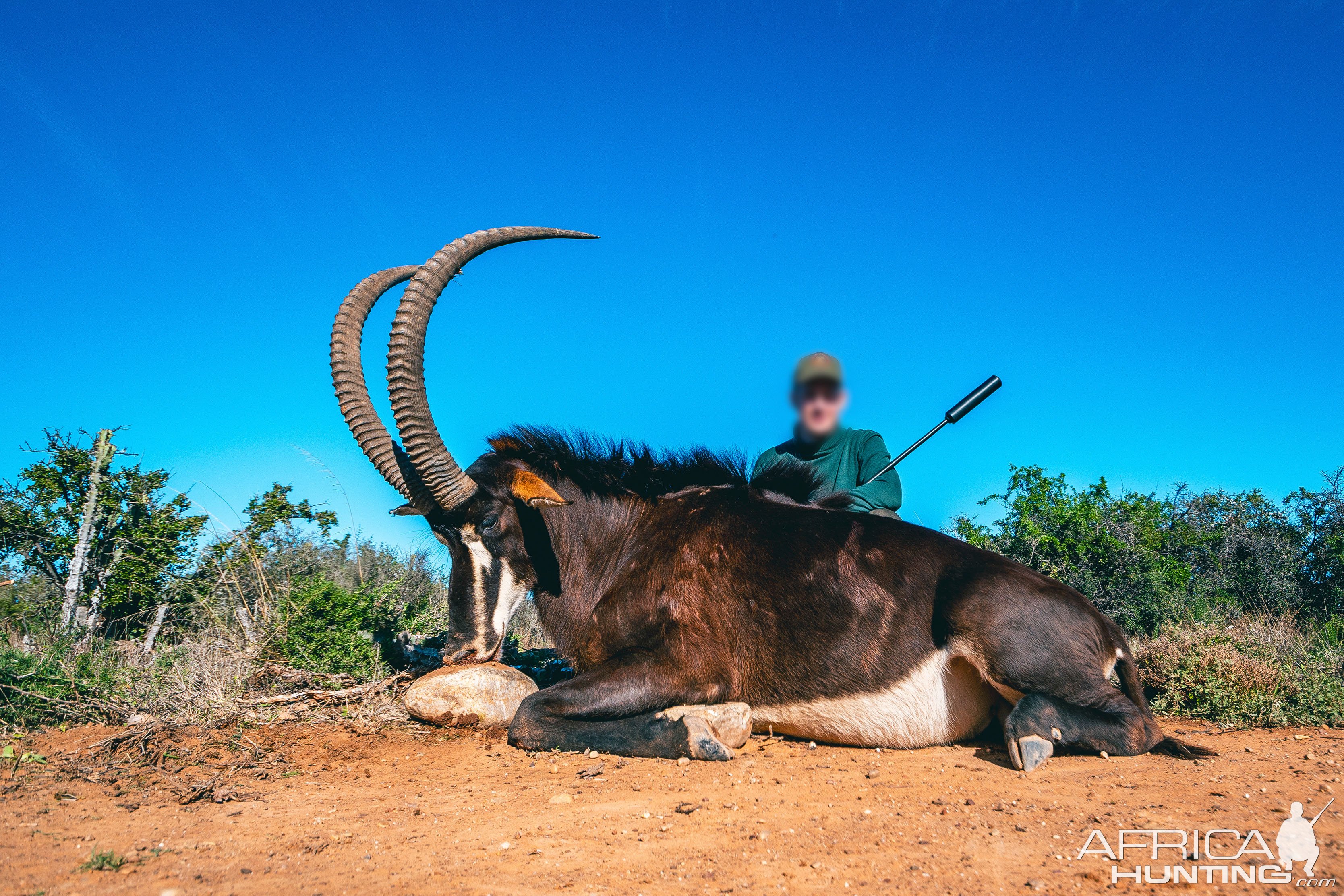 Sable Hunt Eastern Cape South Africa