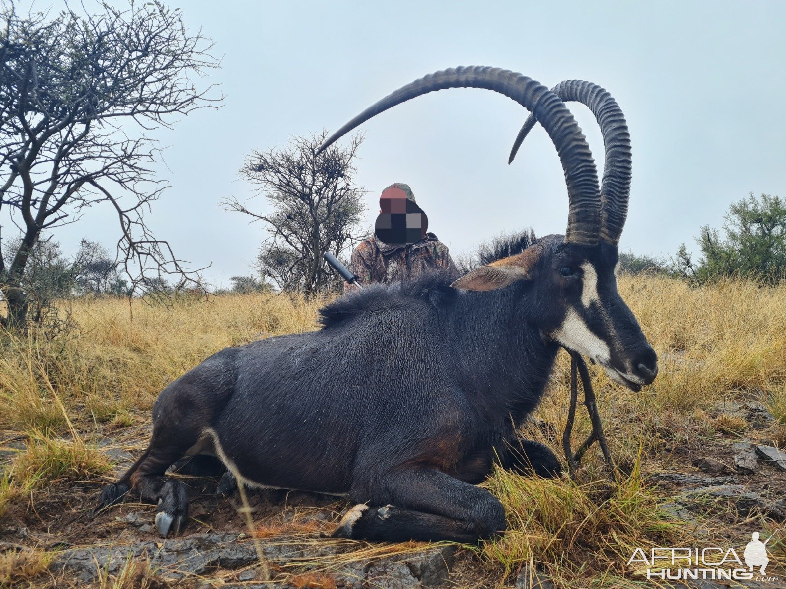 Sable Hunt Eastern Cape South Africa