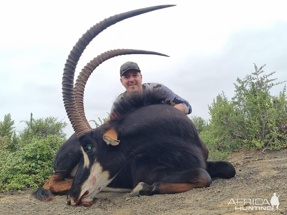 Sable Hunt Eastern Cape South Africa