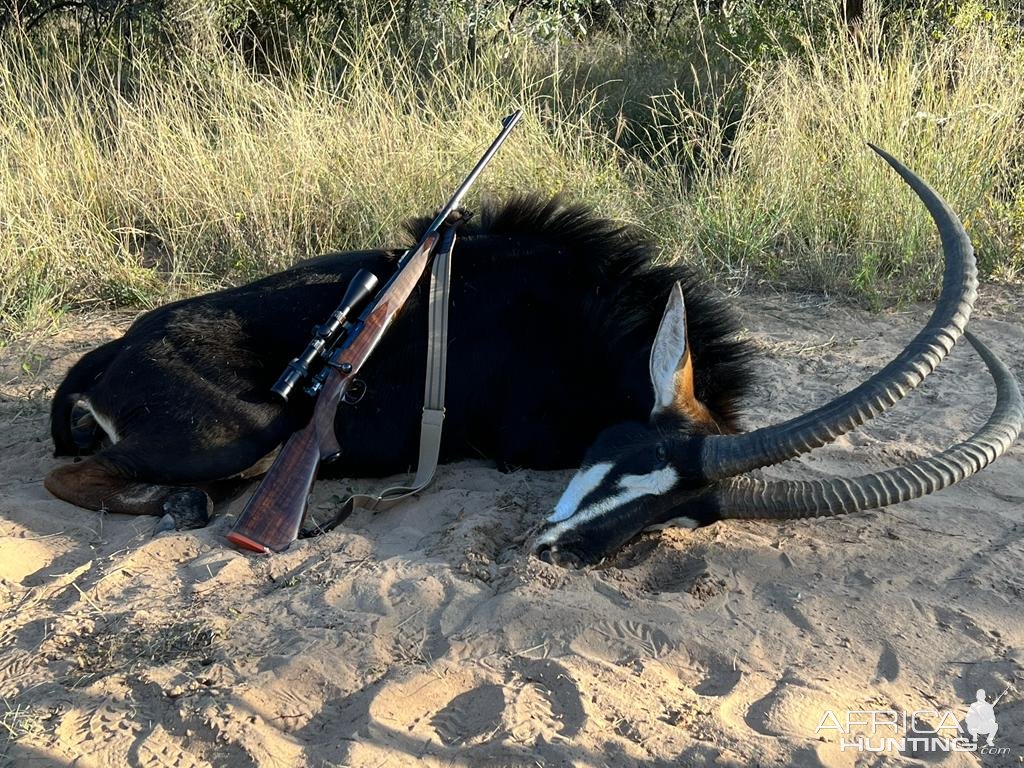 Sable Hunt Limpopo South Africa