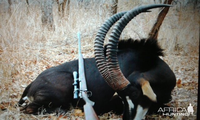 Sable Hunt Mozambique