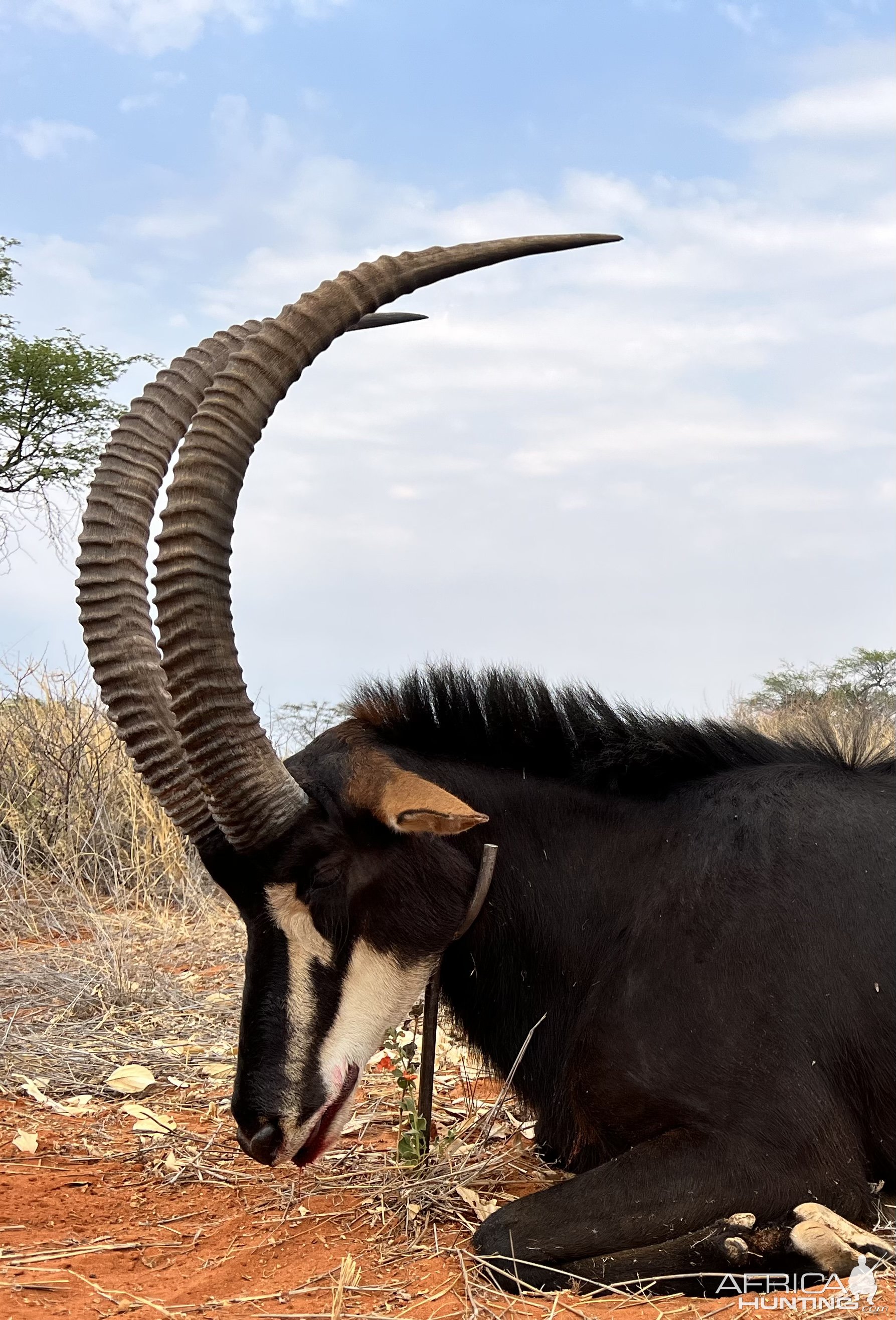 Sable Hunt Namibia