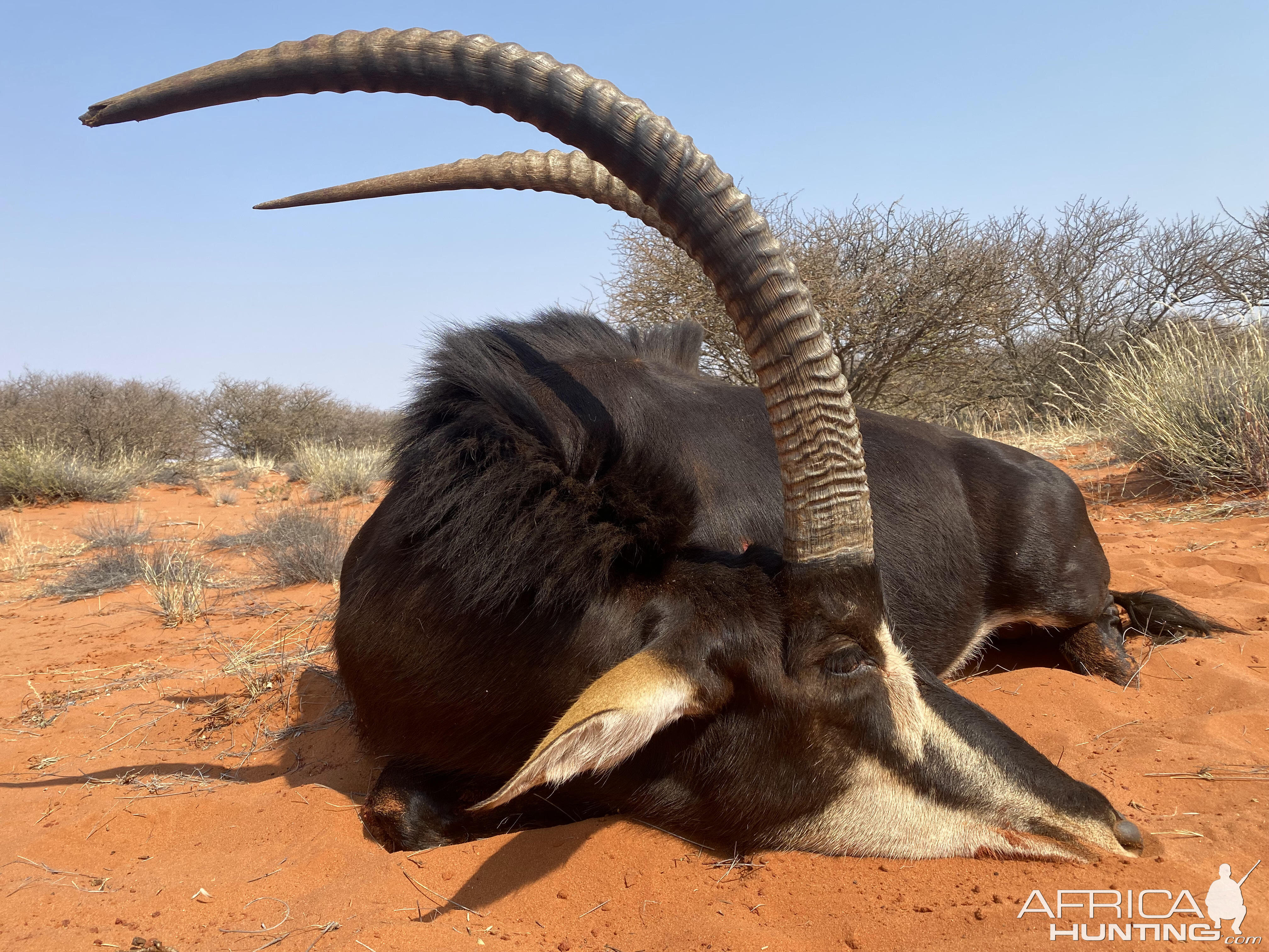 Sable Hunt Nothern Cape South Africa