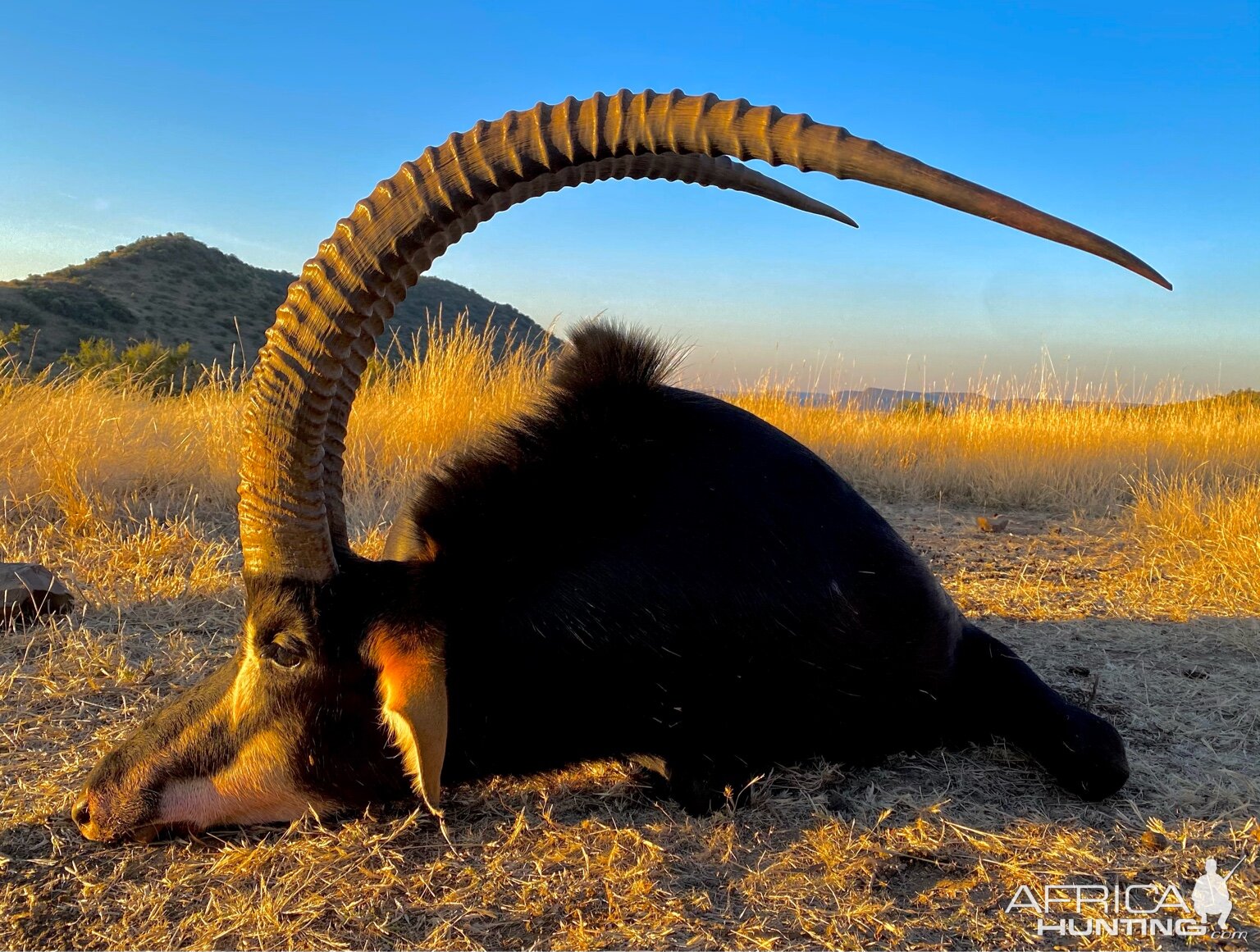 Sable Hunt South Africa