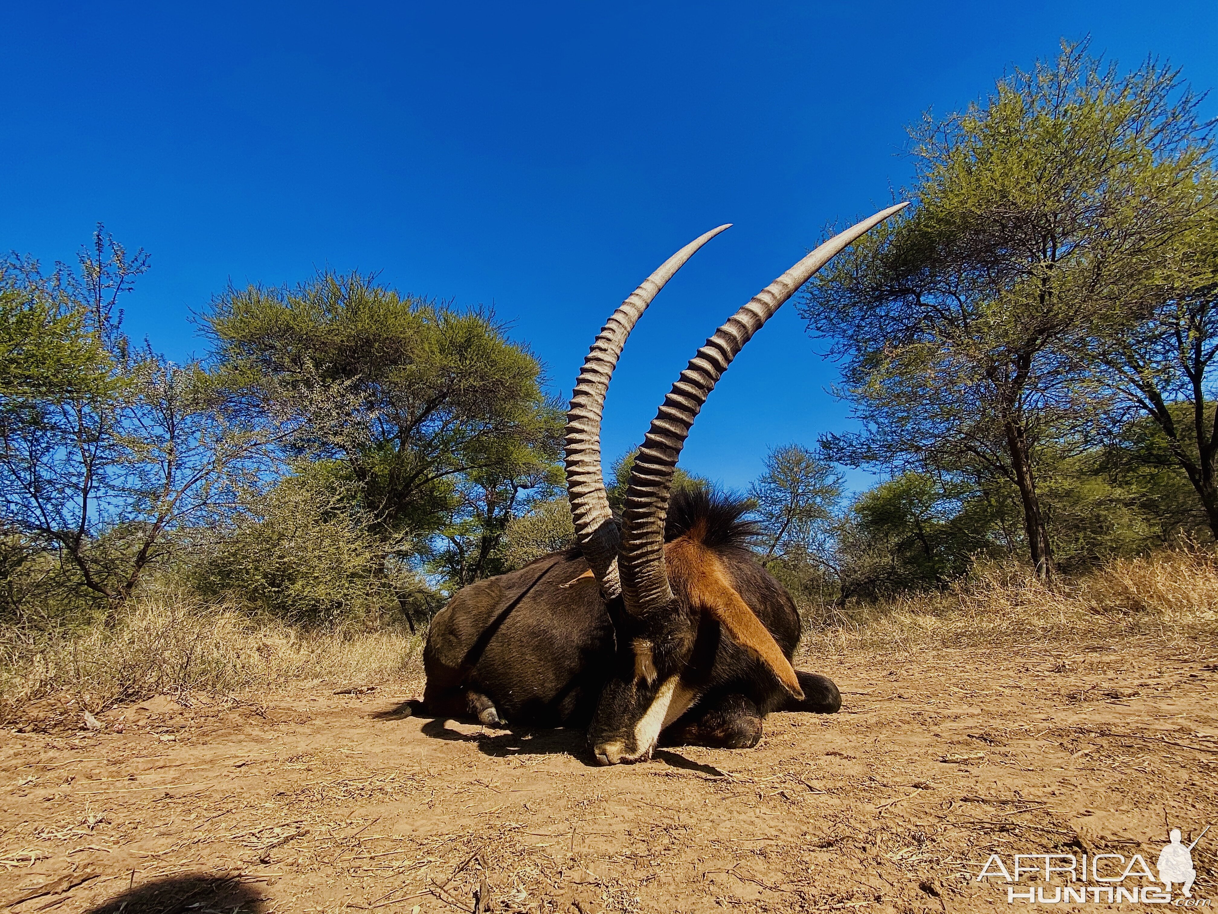 Sable Hunt South Africa