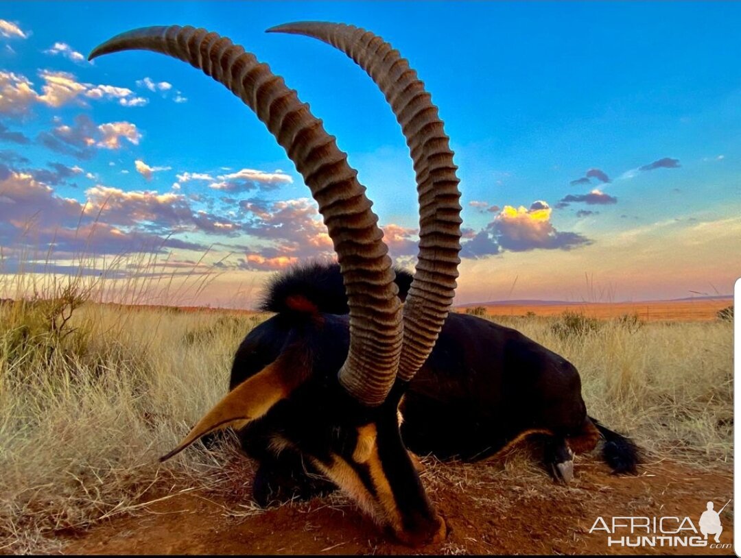 Sable Hunt South Africa