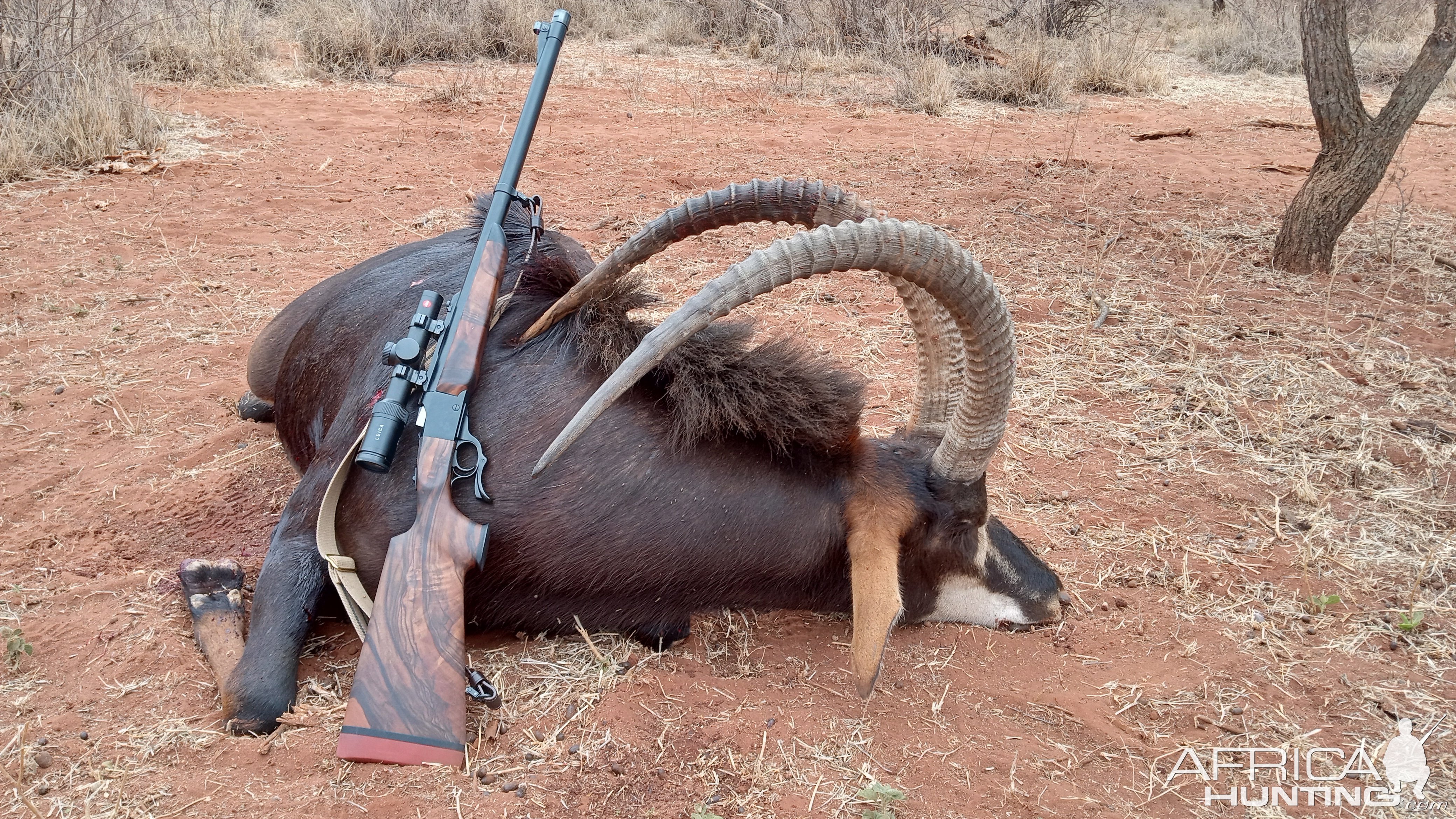 Sable Hunt South Africa