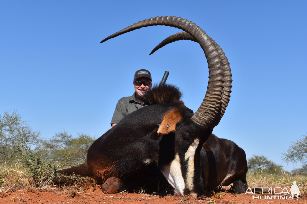 Sable Hunt Waterberg Mountains Limpopo Province Of South Africa