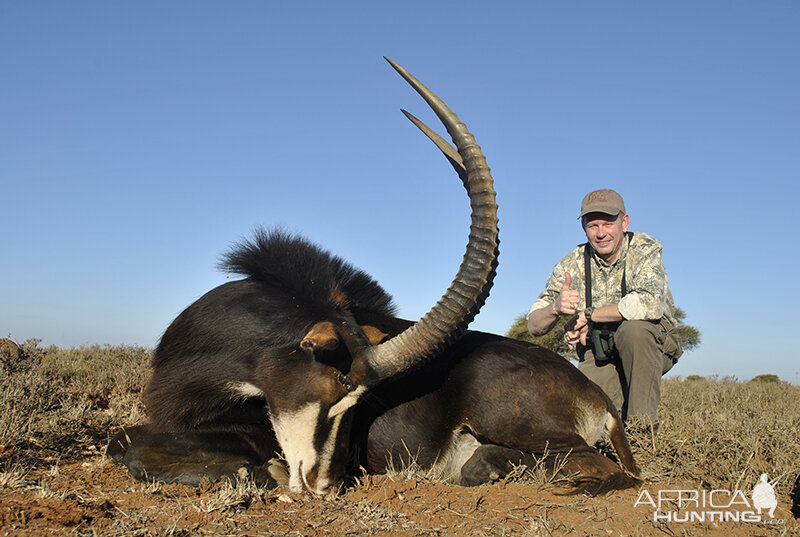 Sable hunt with Wintershoek Johnny Vivier Safaris