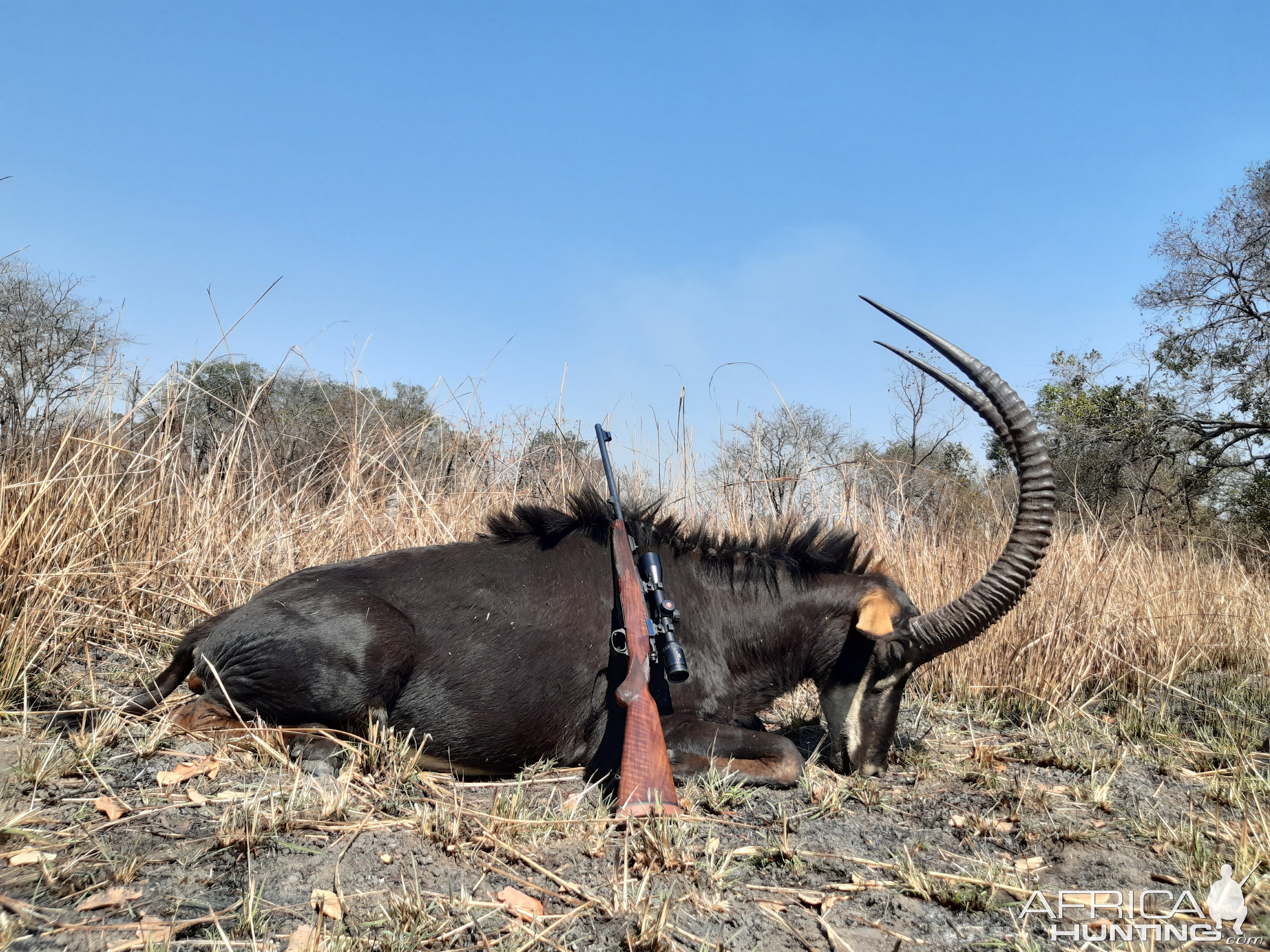 Sable Hunt Zambia