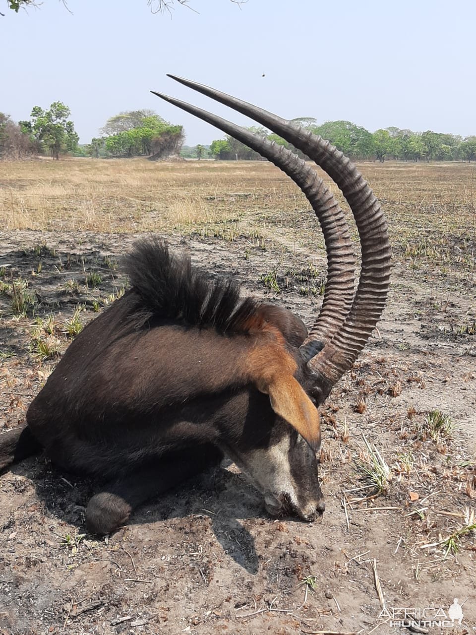 Sable Hunt Zambia