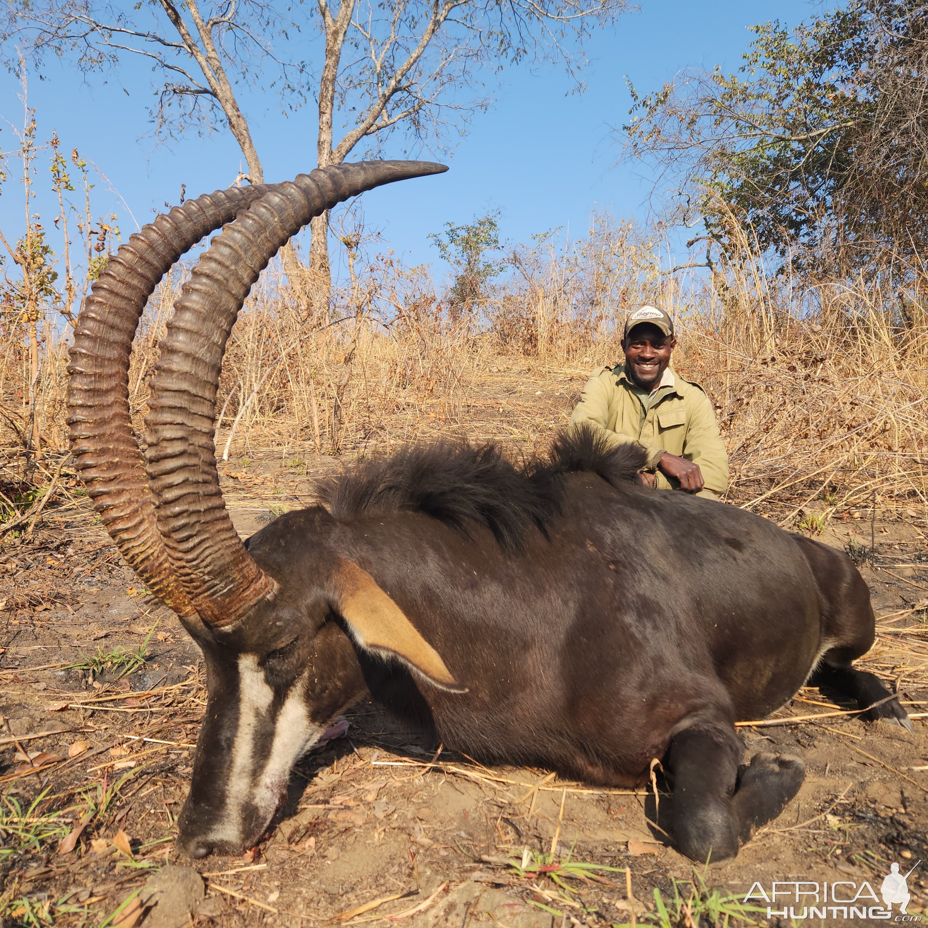 Sable Hunt Zimbabwe