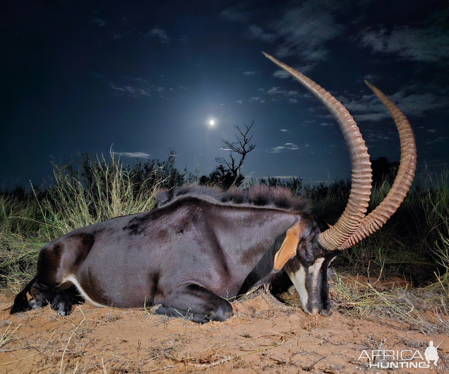 Sable Hunting Kalahari South Africa