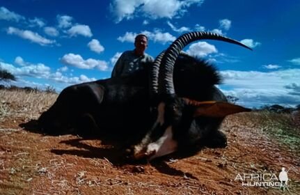 Sable Hunting Limpopo South Africa