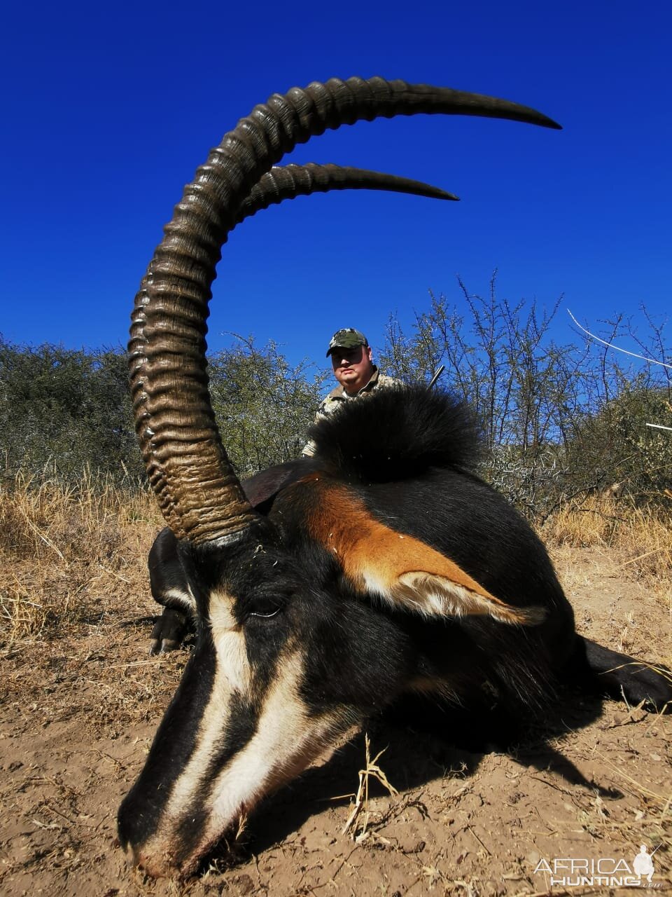 Sable Hunting South Africa