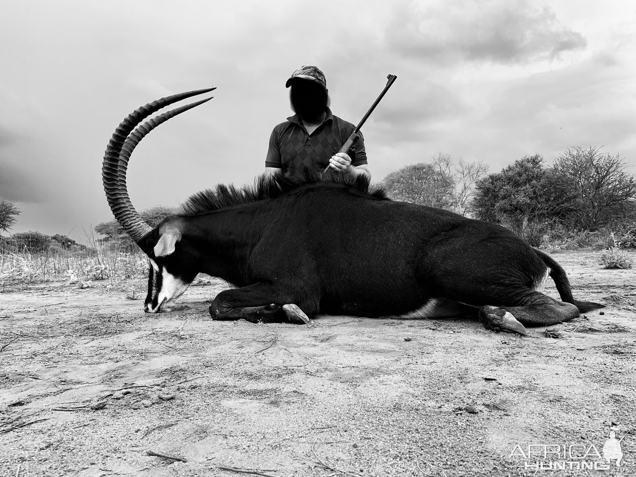 Sable Hunting South Africa