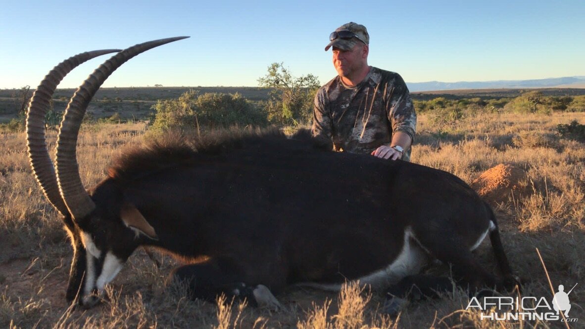 Sable Hunting South Africa