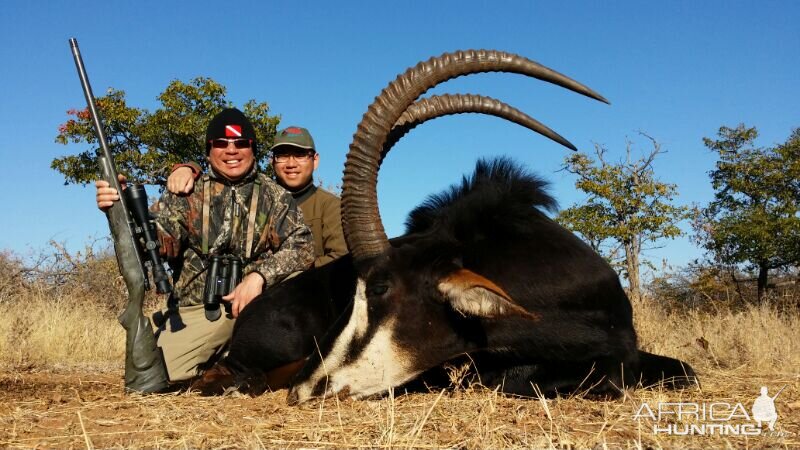 Sable Hunting South Africa