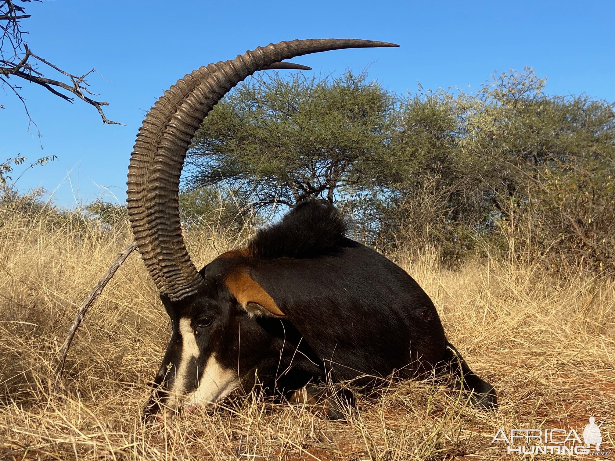 Sable Hunting South Africa