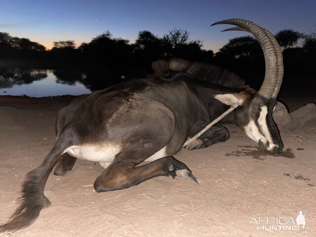 Sable Hunting South Africa