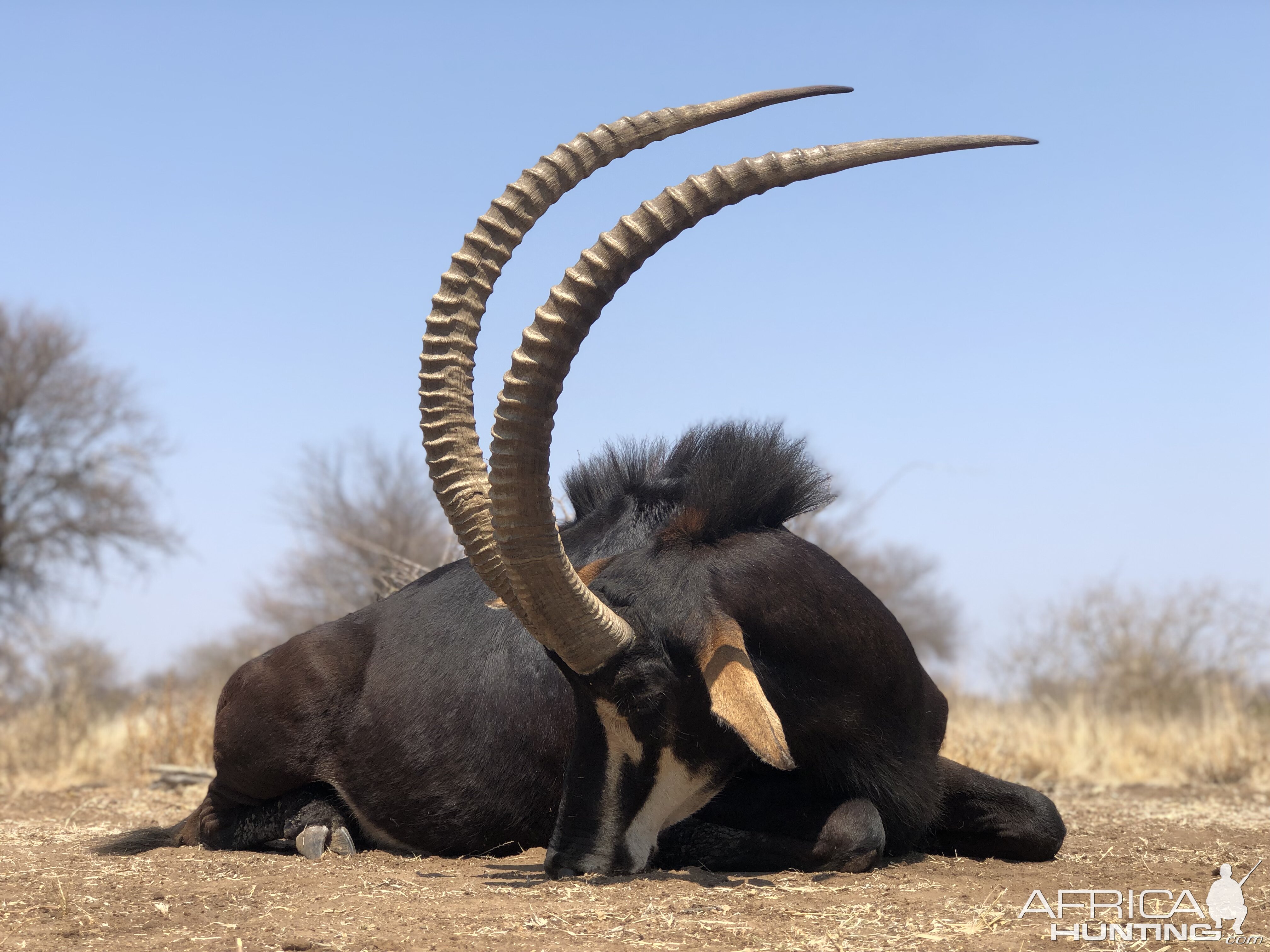 Sable Hunting South Africa