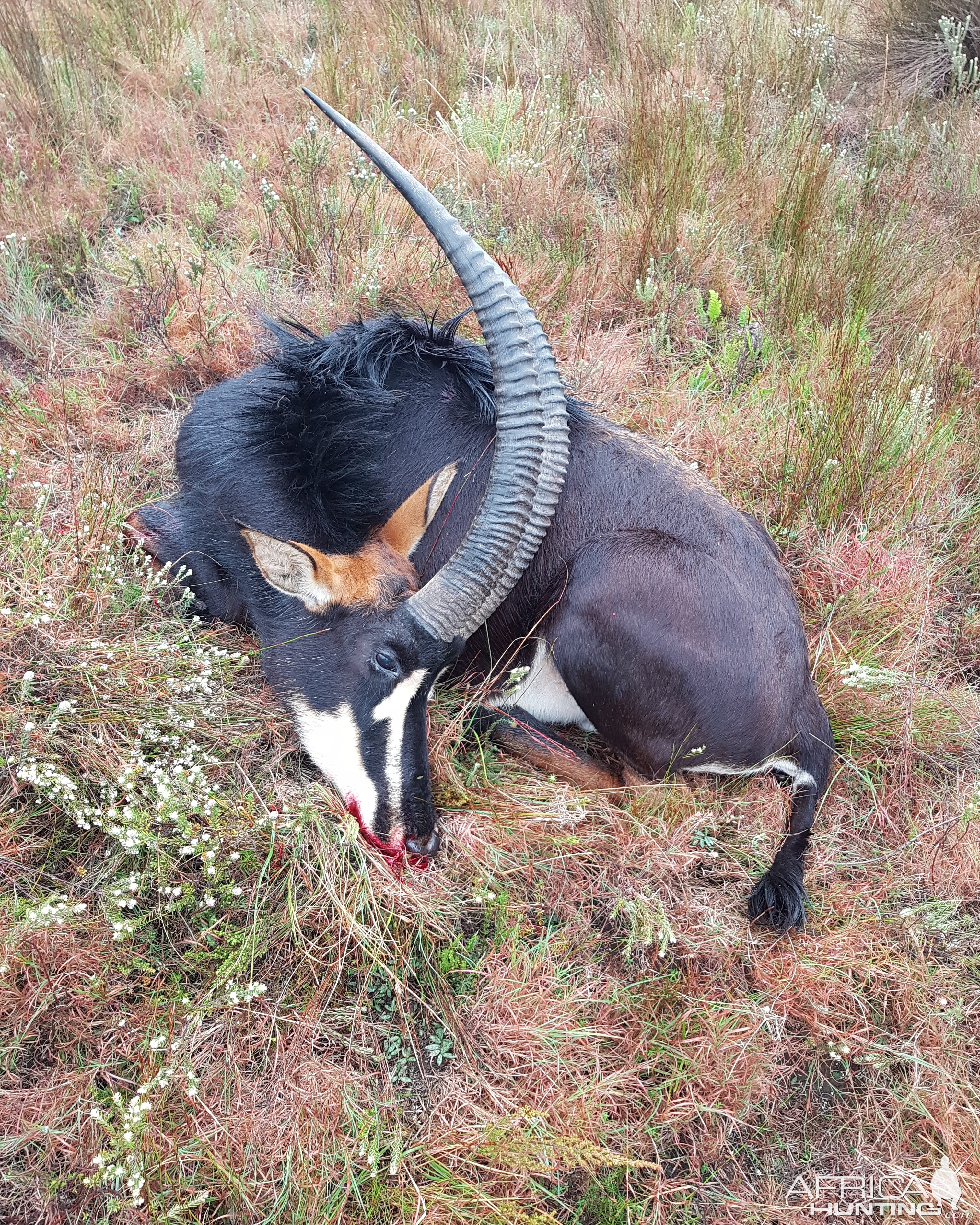 Sable Hunting South Africa