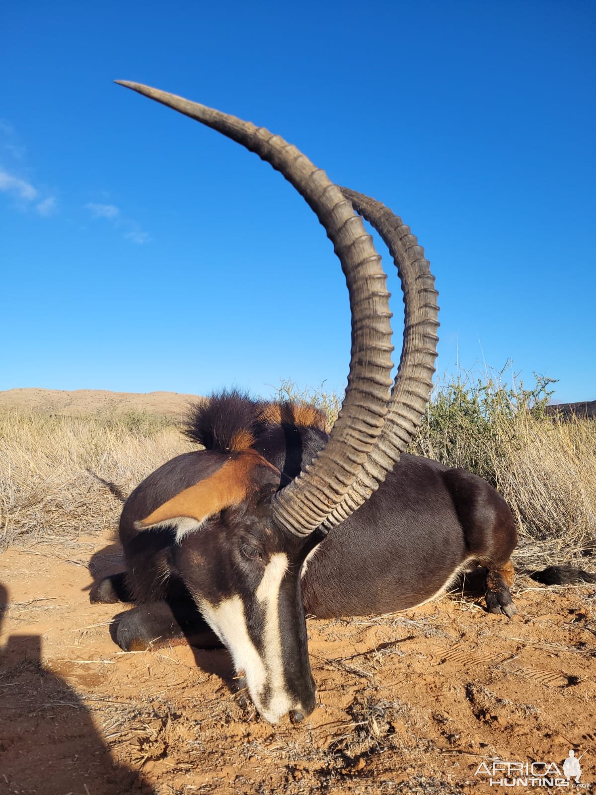 Sable Hunting South Africa