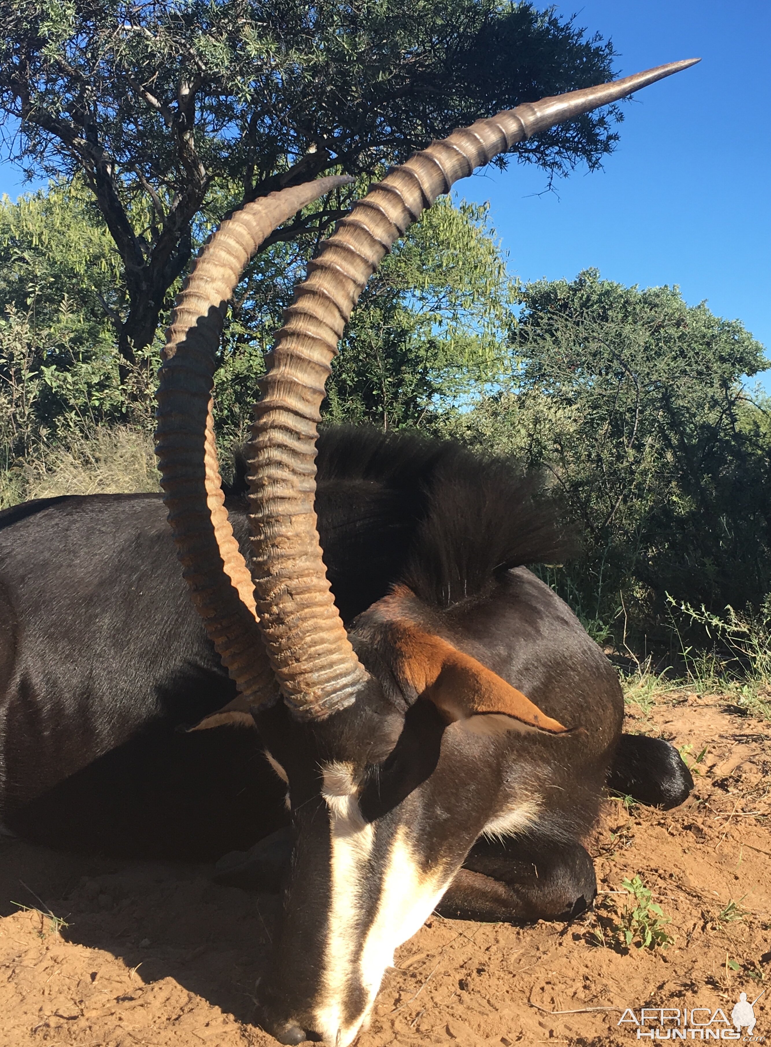 Sable Hunting South Africa