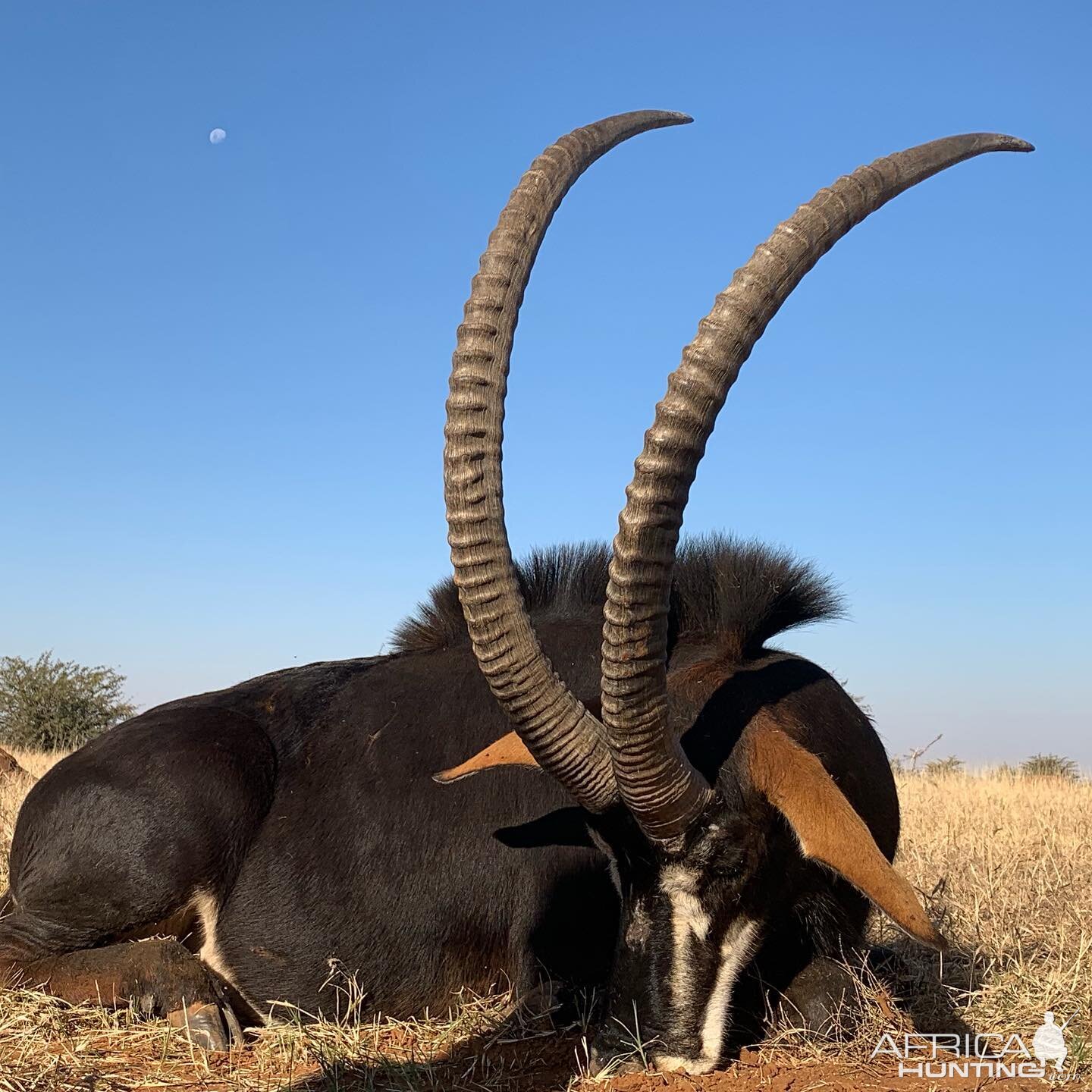 Sable Hunting South Africa