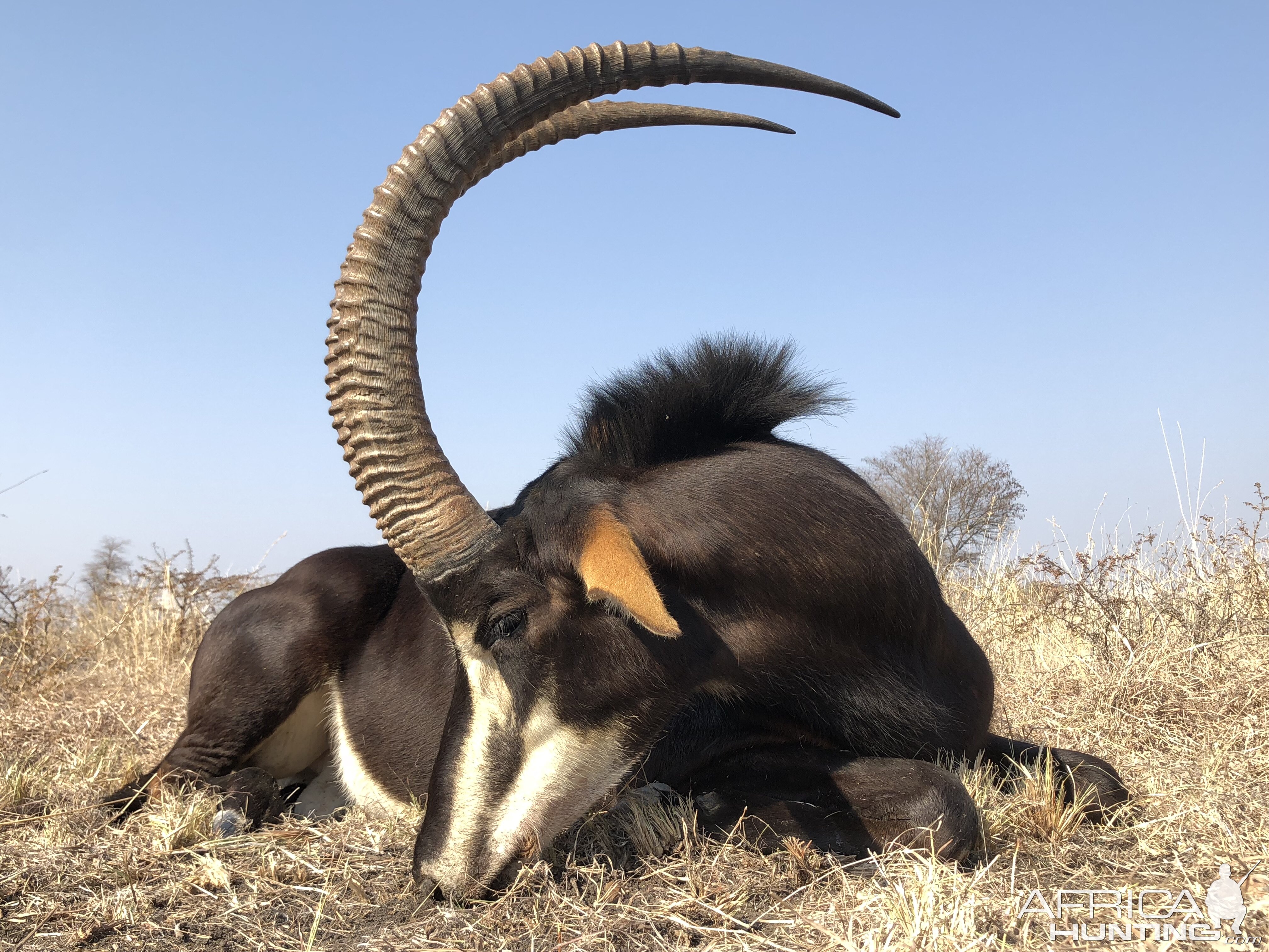 Sable Hunting South Africa