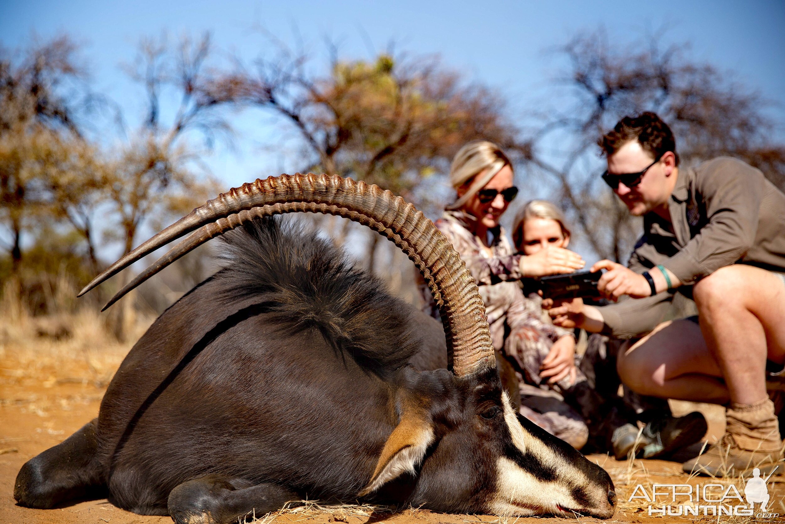 Sable Hunting South Africa