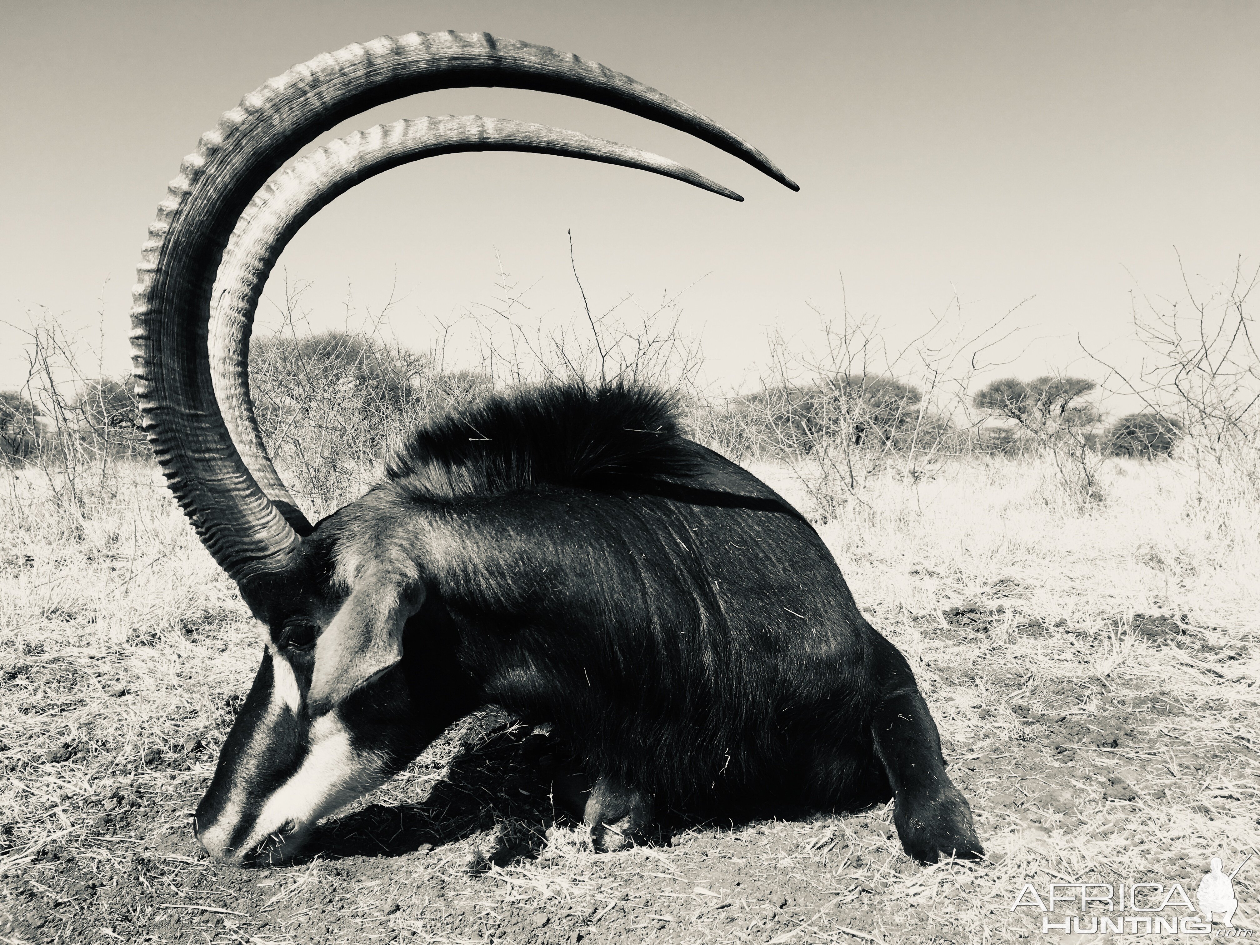 Sable Hunting South Africa