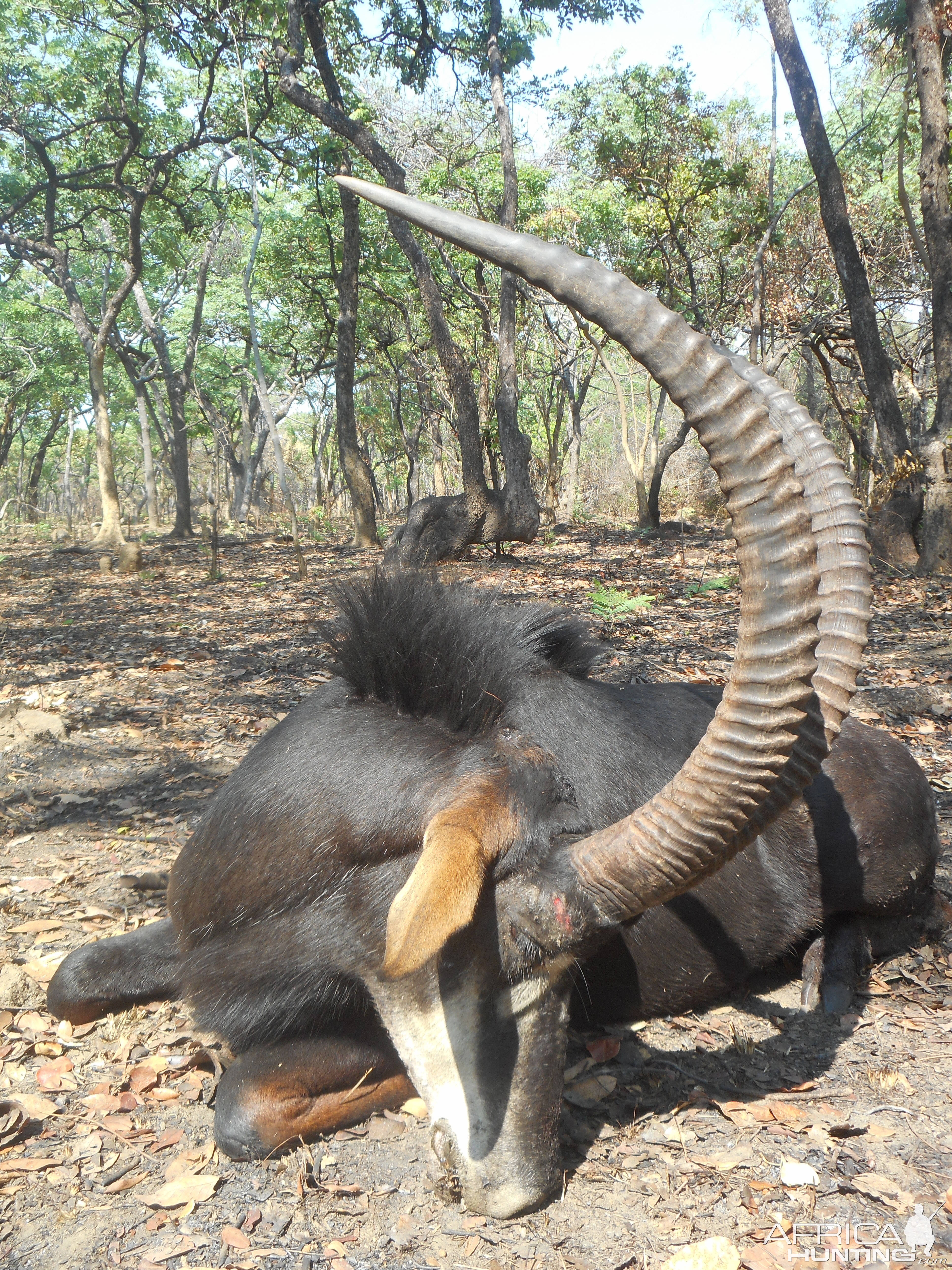 Sable Hunting Zambia