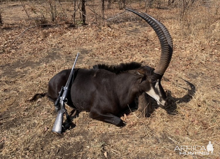 Sable Hunting  Zimbabwe