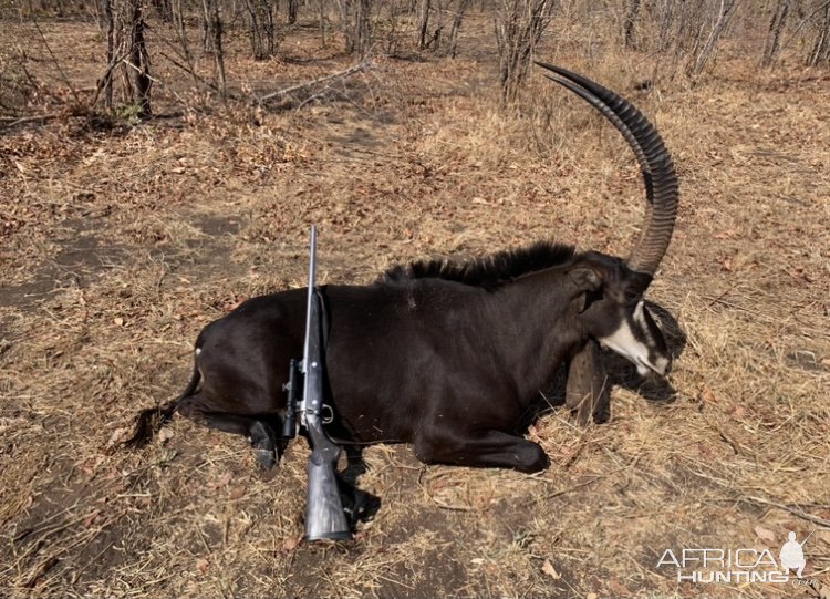 Sable Hunting  Zimbabwe