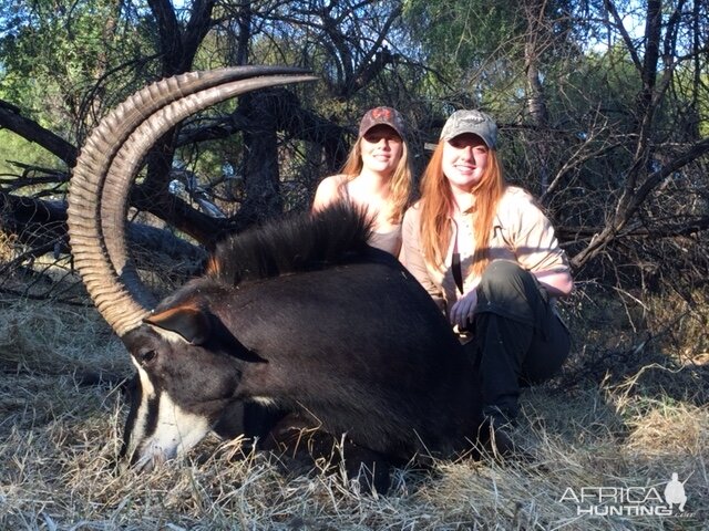 Sable Hunting Zimbabwe