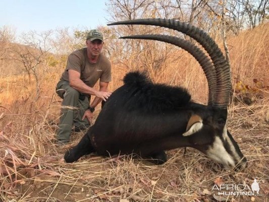 Sable Hunting Zimbabwe