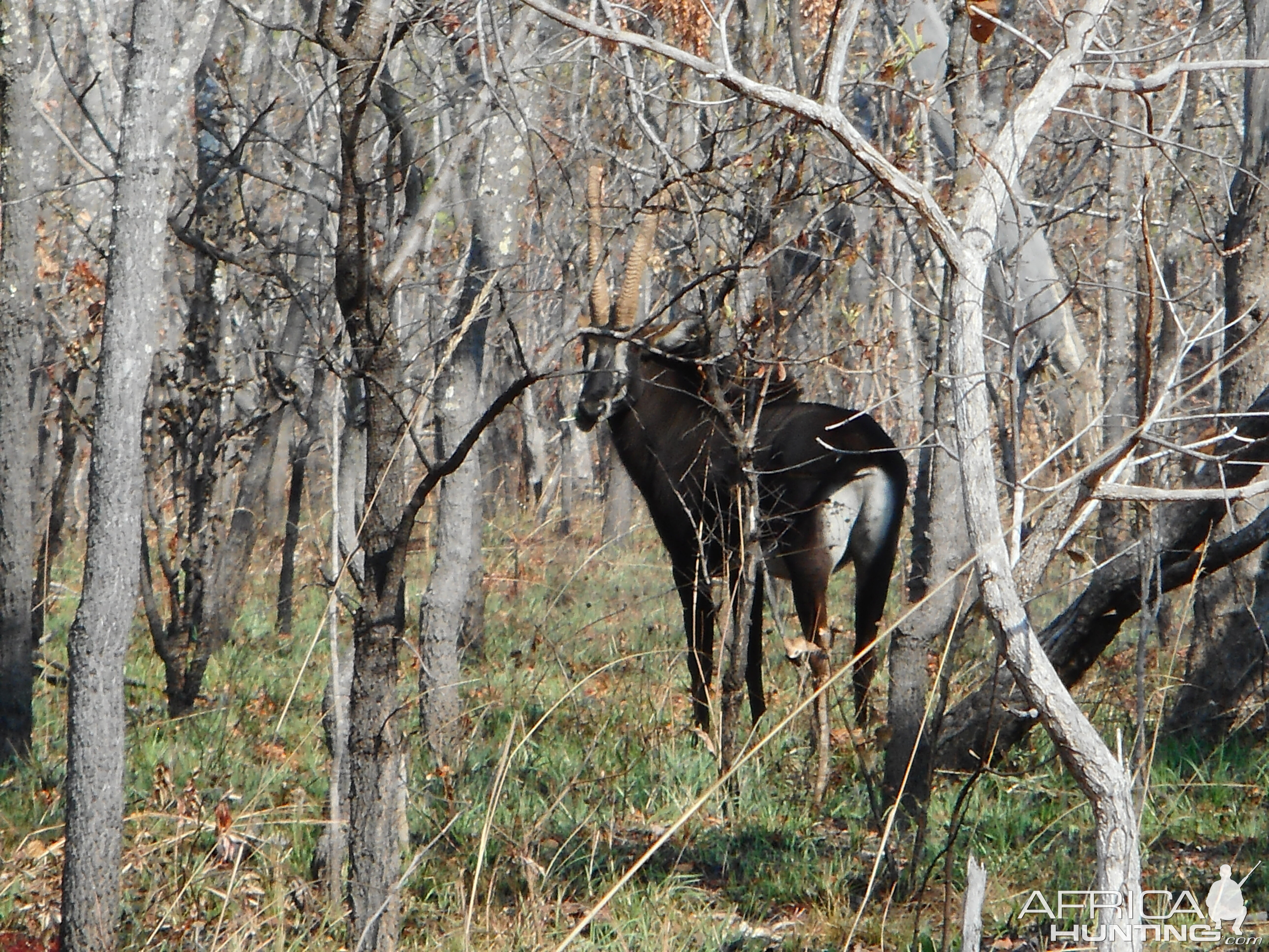 Sable in Tanzania