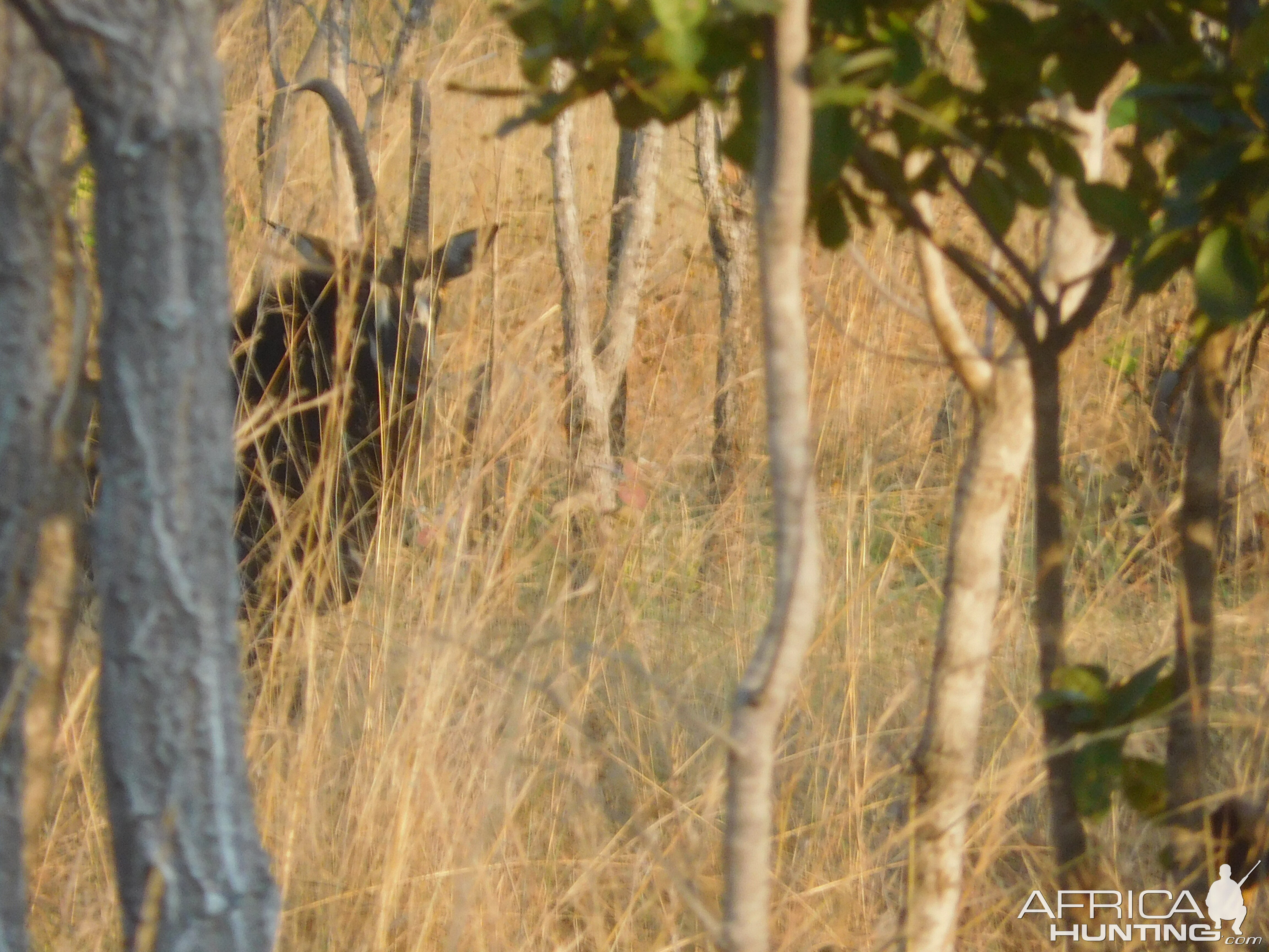 Sable in Tanzania