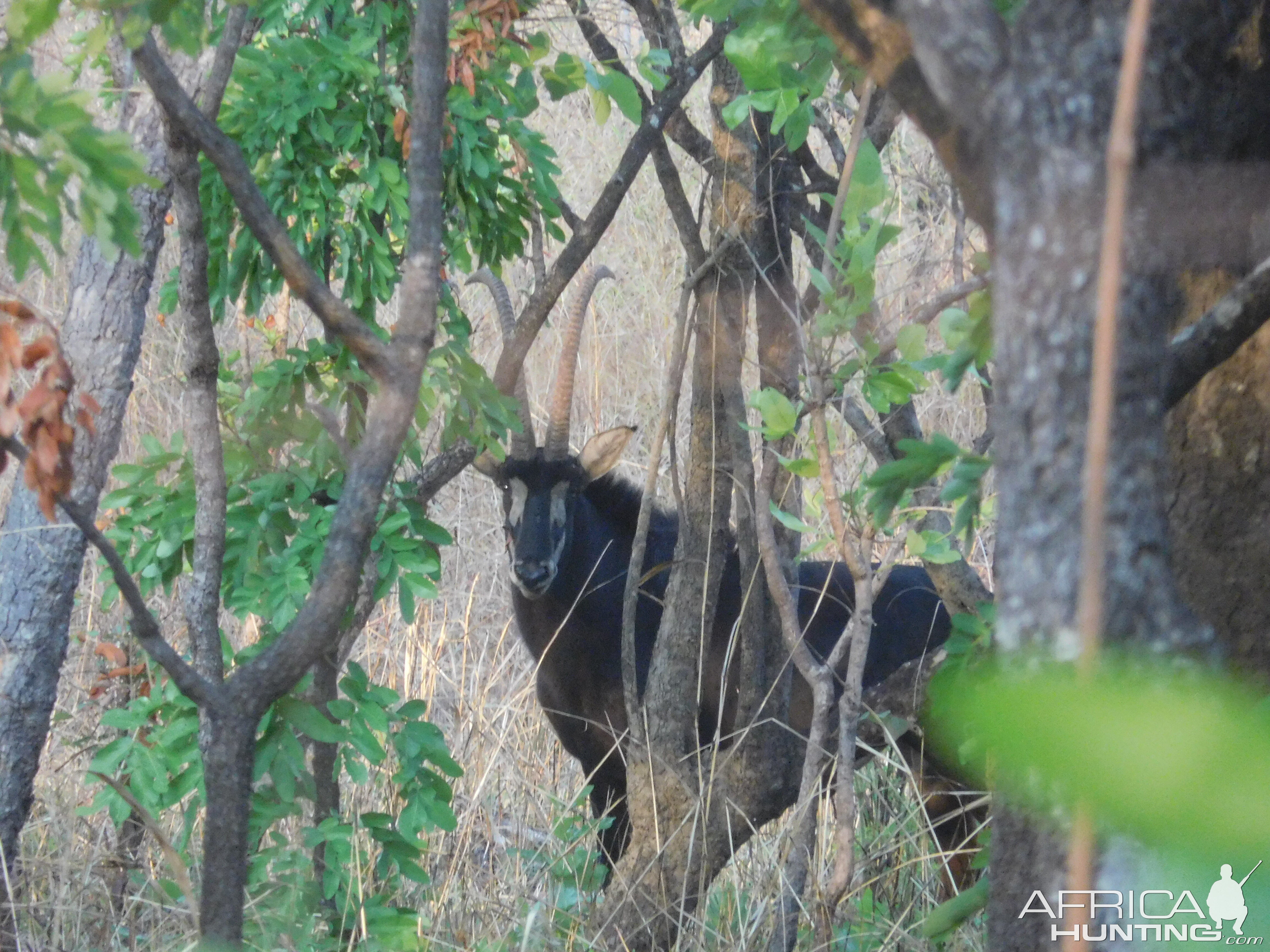 Sable in Tanzania