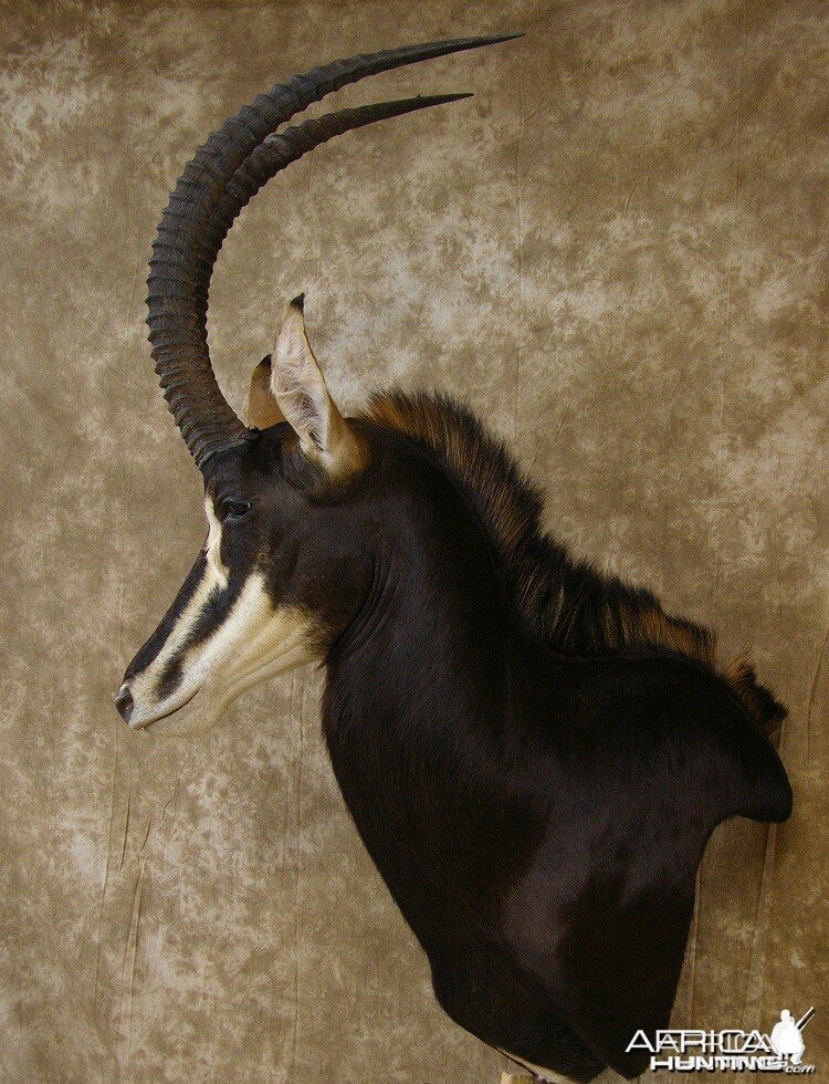 Sable Mount by The Artistry of Wildlife