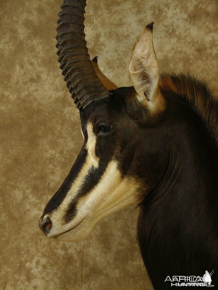 Sable Mount by The Artistry of Wildlife