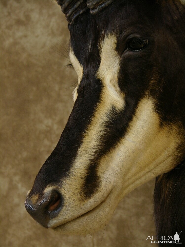 Sable Mount by The Artistry of Wildlife