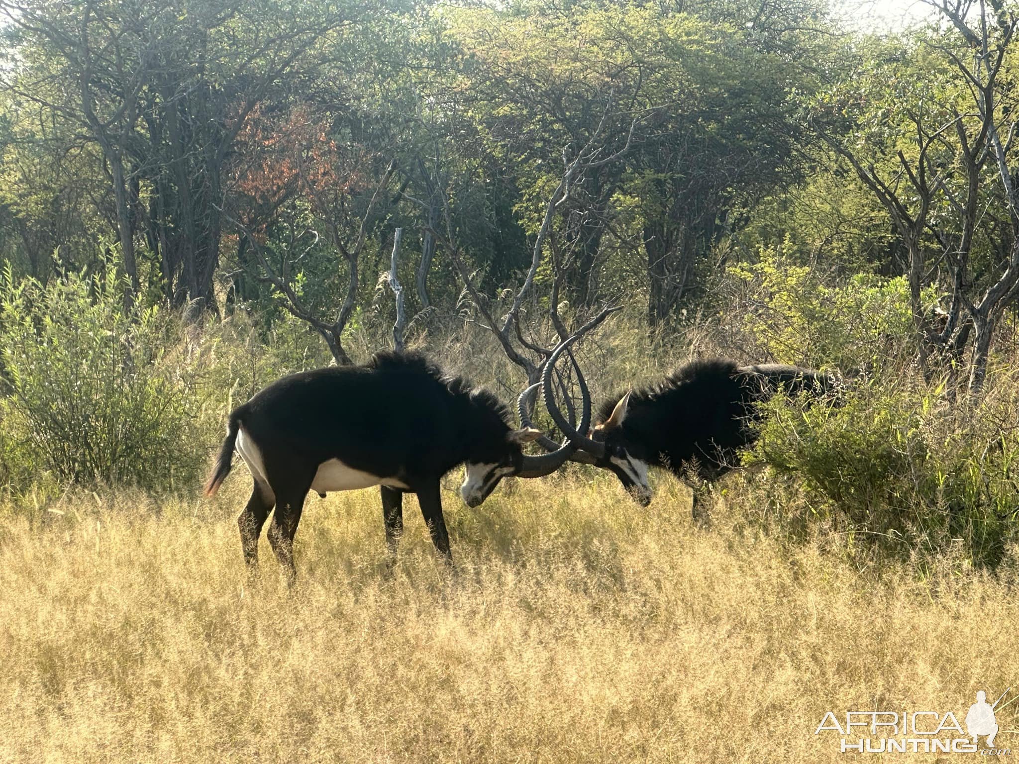 Sable  Mozambique