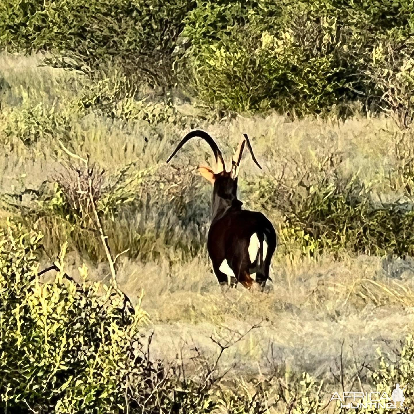 Sable Namibia