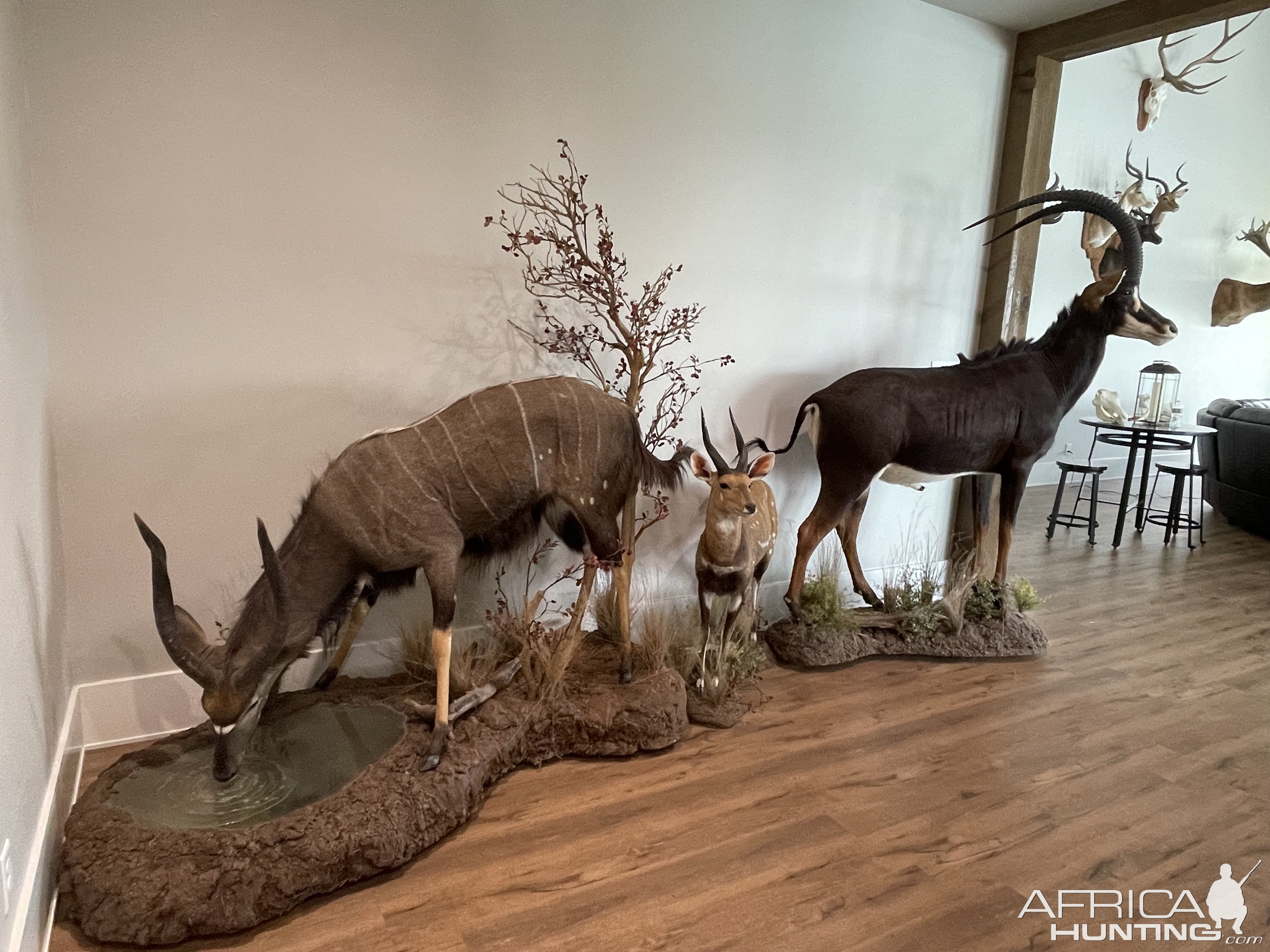 Sable, Nyala & Bushbuck Full Mount Taxidermy